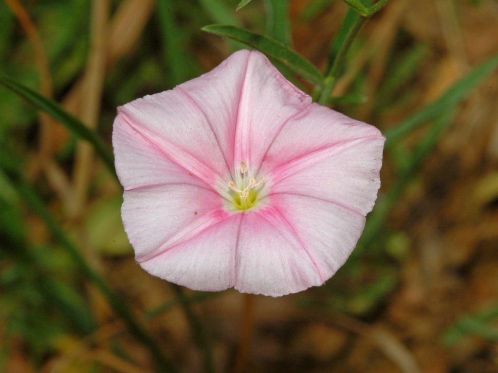 Convolvulus cantabrica